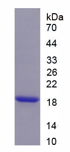 Figure 2. SDS-PAGE