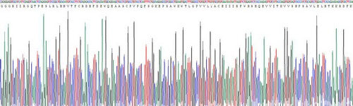 Recombinant Rat Nicotinamide Adenine Dinucleotide Phosphate Oxidase 3 (NOX3)