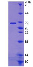 Figure 3. SDS-PAGE