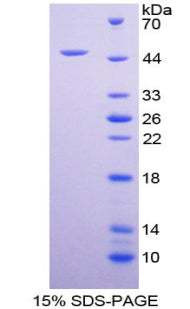 Figure 1. SDS-PAGE
