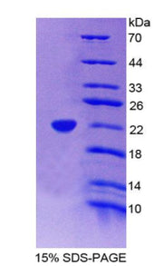 Figure 1. SDS-PAGE