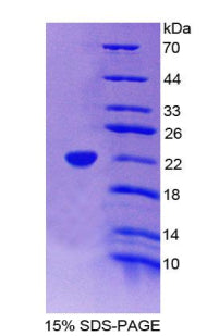 Figure 1. SDS-PAGE