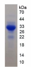 Figure 2. SDS-PAGE