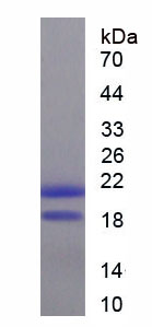 Figure 2. SDS-PAGE