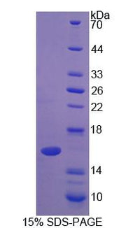 Figure 1. SDS-PAGE