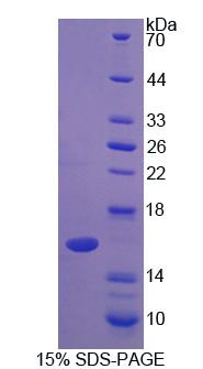 Figure 1. SDS-PAGE