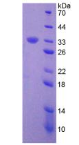 Figure 3. SDS-PAGE