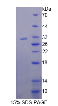 Figure 1. SDS-PAGE