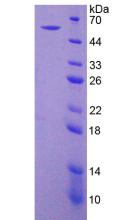 Figure 2. SDS-PAGE