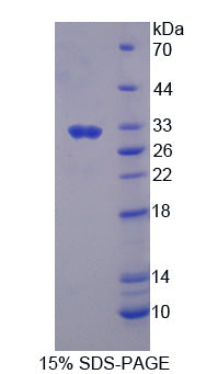 Figure 1. SDS-PAGE