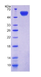 Figure 2. SDS-PAGE