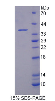 Figure 1. SDS-PAGE