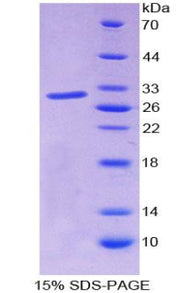 Figure 1. SDS-PAGE