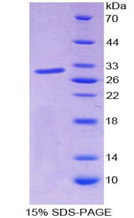 Figure 1. SDS-PAGE