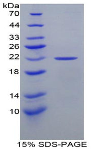 Figure 1. SDS-PAGE
