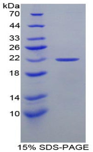 Figure 1. SDS-PAGE