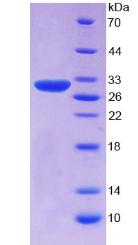 Figure 3. SDS-PAGE