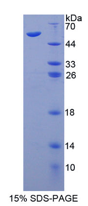 Figure 1. SDS-PAGE