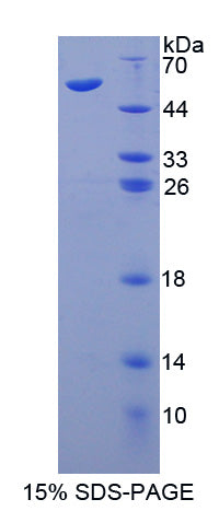 Figure 1. SDS-PAGE