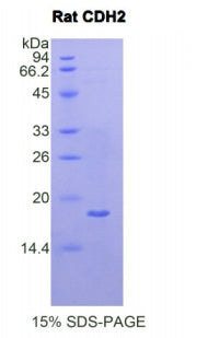 Figure 1. SDS-PAGE