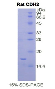 Figure 1. SDS-PAGE