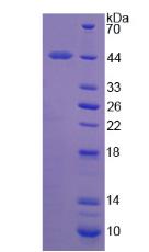 Figure 2. SDS-PAGE