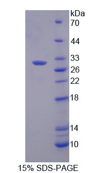 Figure 1. SDS-PAGE