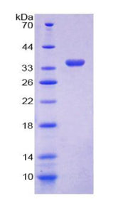 Figure 1. SDS-PAGE