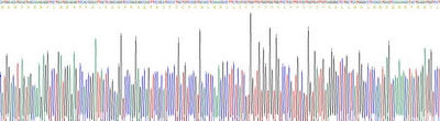Recombinant Mouse Surfactant Protein C (SP-C)
