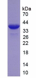Figure 2. SDS-PAGE