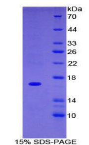 Figure 1. SDS-PAGE