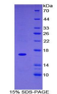 Figure 1. SDS-PAGE