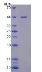 Figure 2. SDS-PAGE