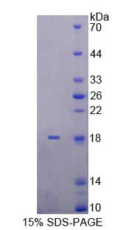 Figure 1. SDS-PAGE