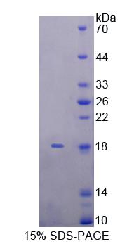 Figure 1. SDS-PAGE