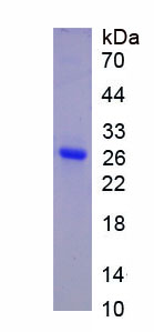 Figure 1. SDS-PAGE