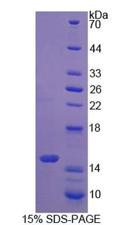 Figure 1. SDS-PAGE