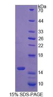 Figure 1. SDS-PAGE