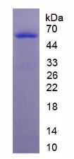Figure 3. SDS-PAGE