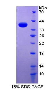 Figure 1. SDS-PAGE