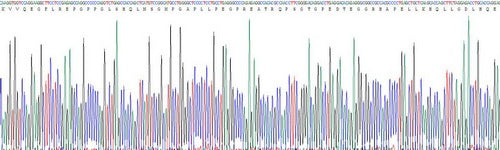 Recombinant Human Tau Protein (MAPT)