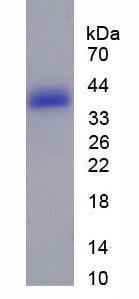 Figure 3. SDS-PAGE