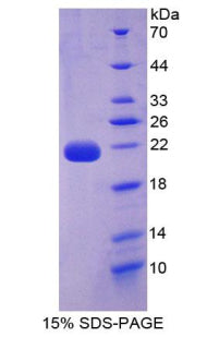 Figure 1. SDS-PAGE