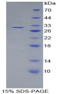 Figure 1. SDS-PAGE