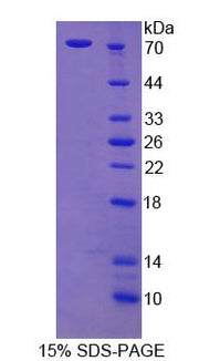 Figure 1. SDS-PAGE