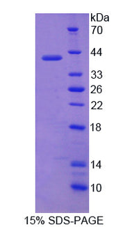 Figure 1. SDS-PAGE