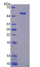 Figure 3. SDS-PAGE