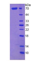 Figure 2. SDS-PAGE
