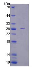 Figure 2. SDS-PAGE