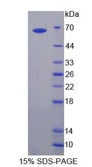 Figure 1. SDS-PAGE